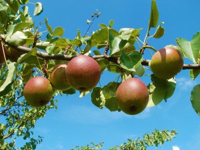 Les Vergers aux Chouettes