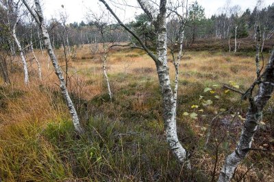 La Tourbiere de Rondfaing