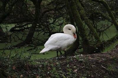 Circuit de la forêt de Vioreau