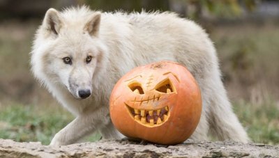 Circuit des étangs - Rhodes - Gondrexange - Réchicourt