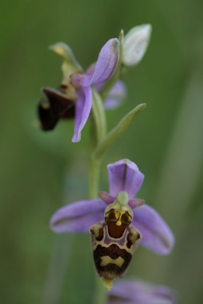 La pelouse du potelon à Attignéville