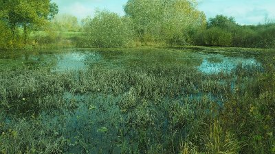 Étang d'Arsure-Arsurette