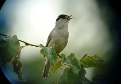 Site de l'étang du Moulin Neuf
