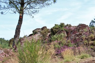 Le vallon de la Chambre au Loup