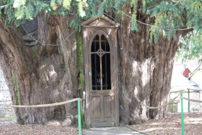 Ifs Millénaires à la Haye-de-Routot