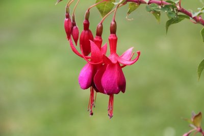 Sentier des Beaux Peux - Mansle-les-Fontaines
