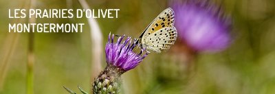 Les prairies d'Olivet