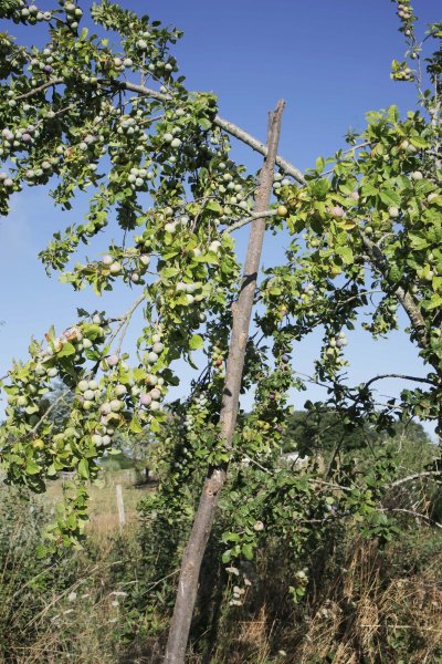 Jardin-forêt Les Blaireautin•es