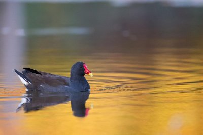 A l'affût de la faune sauvage au Grand Etang de la Jemaye