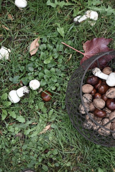 Forêt domaniale de Dreux