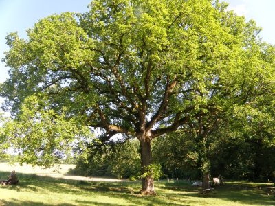 Site nature de Trotte Lapin