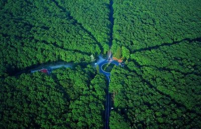 Balade en forêt de Tronçais
