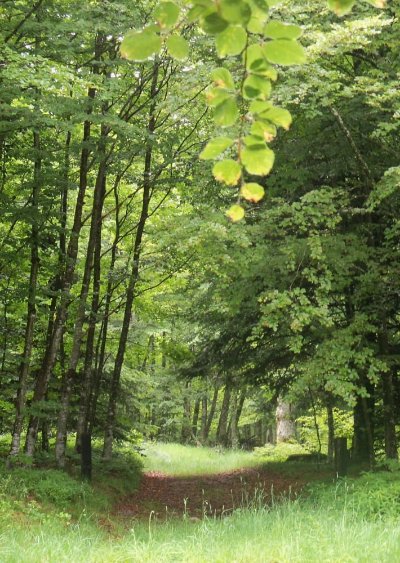 Le bois des Souches - PR n°59