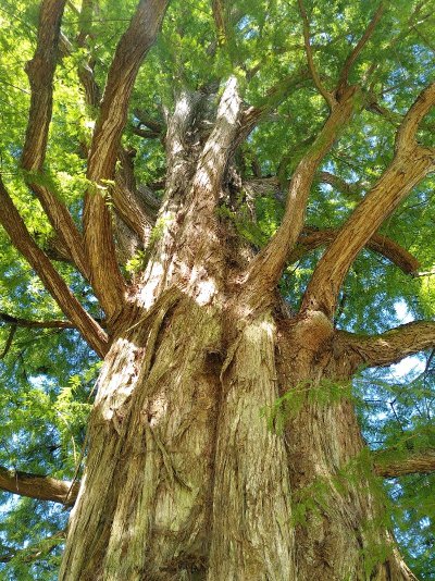 Les arbres remarquables du Château d'Etoges