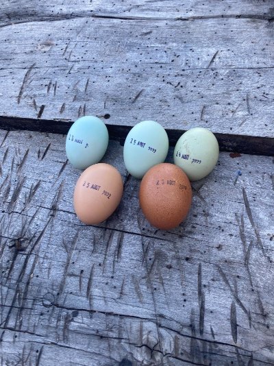 La ferme aux oeufs bleus