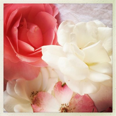 Roseraie de Morailles