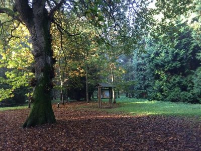 La Forêt Domaniale de Saint-Sauveur-le-Vicomte