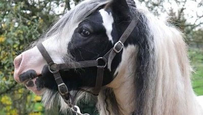 Ecuries CLS Les Chevaux d'Abbecourt