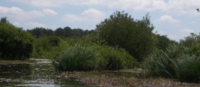 Rives Est  du lac d'Hourtin