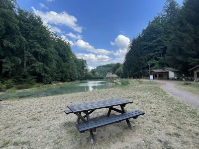 Forêt de la Papiermühle