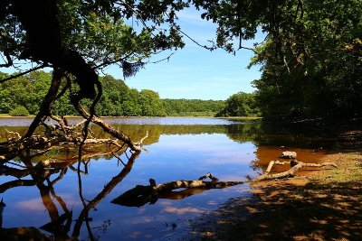 Entre étang et forêts