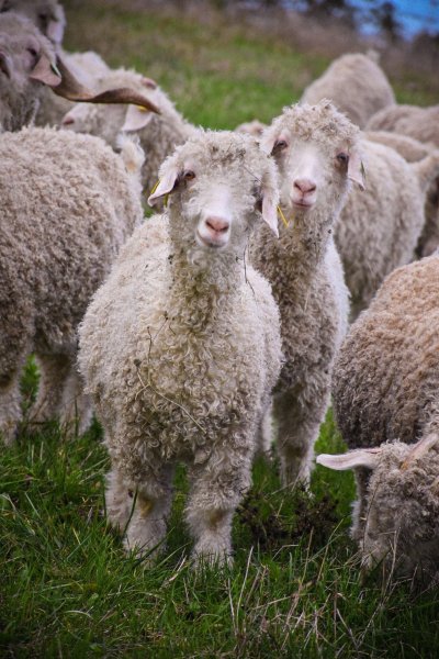 Le mohair de gourjade - ferme pédagogique