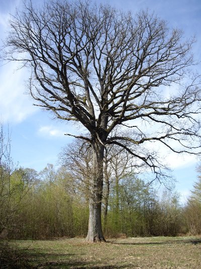 Eglise Saint-Serein à Bethon