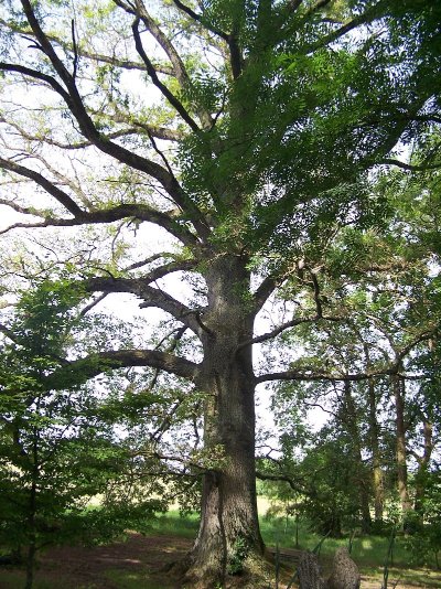Le Chêne de Val de Vière (Chez Mme Eugénie Varnier)