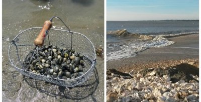 LE GRAVELOT À COLLIER INTERROMPU
