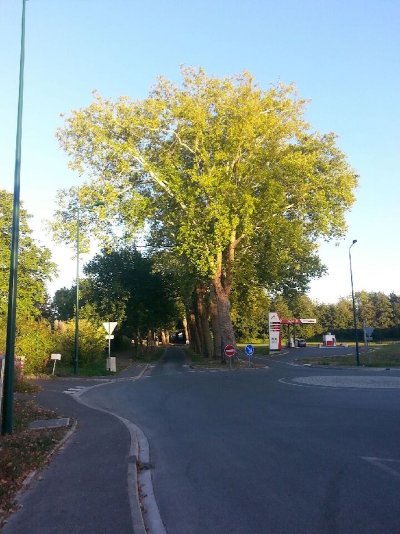 L'allée de Platanes de Pontfaverger-Moronvilliers