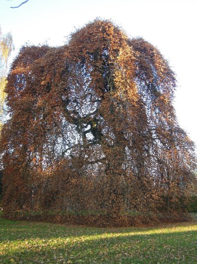 Le Hêtre Pleureur de Villers-en-Argonne