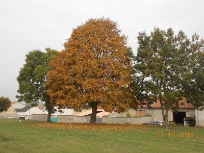 L'Erable-Sycomore de Pomacle