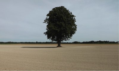 Le Marronnier de Livry-Louvercy