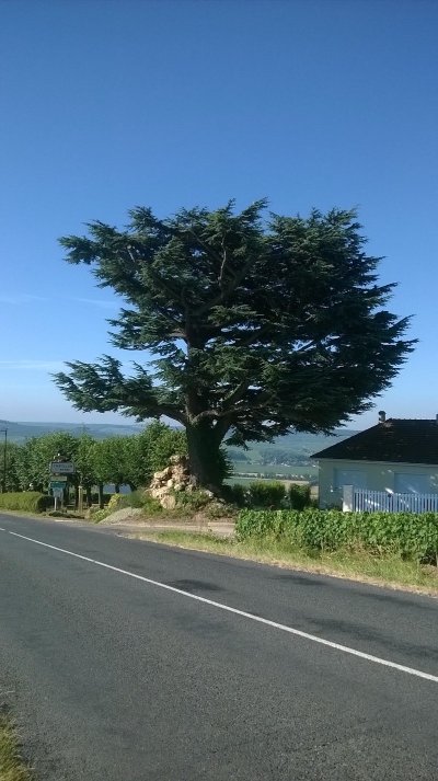 Le Cèdre de Châtillon-sur-Marne