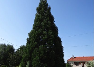 Le Séquoia de Sommesous