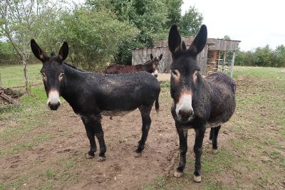 Le Grand Noir du Berry