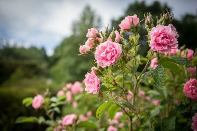 Les Jardins de la Javelière