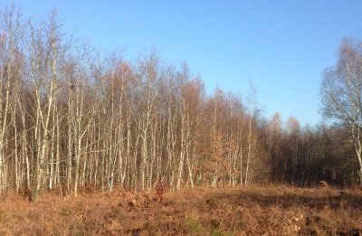 Le Bois des coutumes à Allonne