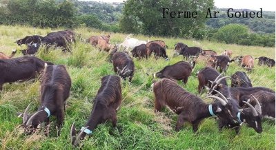 Ferme Chèvrerie Ar Goued