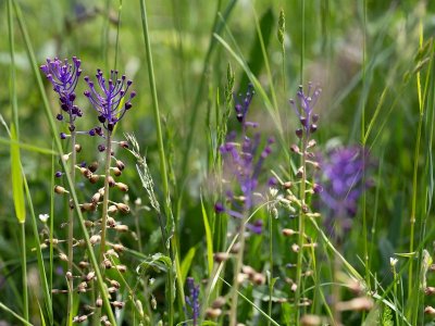 Espace Naturel Départemental : le sentier du Criquet