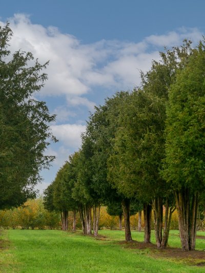 If (Taxus baccata) - 600 ans