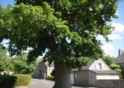 Arbre remarquable - Quercus ilex