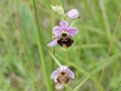 Espace Naturel Sensible : le sentier des coteaux de Saint-Michel