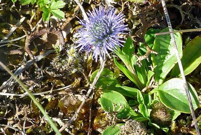 PELOUSE SECHE DE LA COMBE DE MAATZ