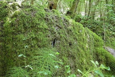 TUFIERE DE FONTAINE LEGERE