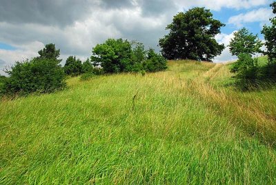 PELOUSE CALCAIRE DE LA BOSSE
