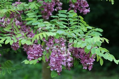 ARBORETUM  DE TREMBLOY A CELSOY