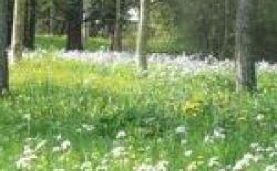 ARBORETUM DE MONTMORENCY LUCIEN PETIOT