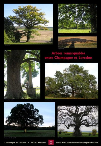 ARBRE REMARQUABLE DE LAFAUCHE