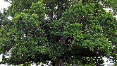 Chêne pédonculé (Quercus robur) - 220 ans
